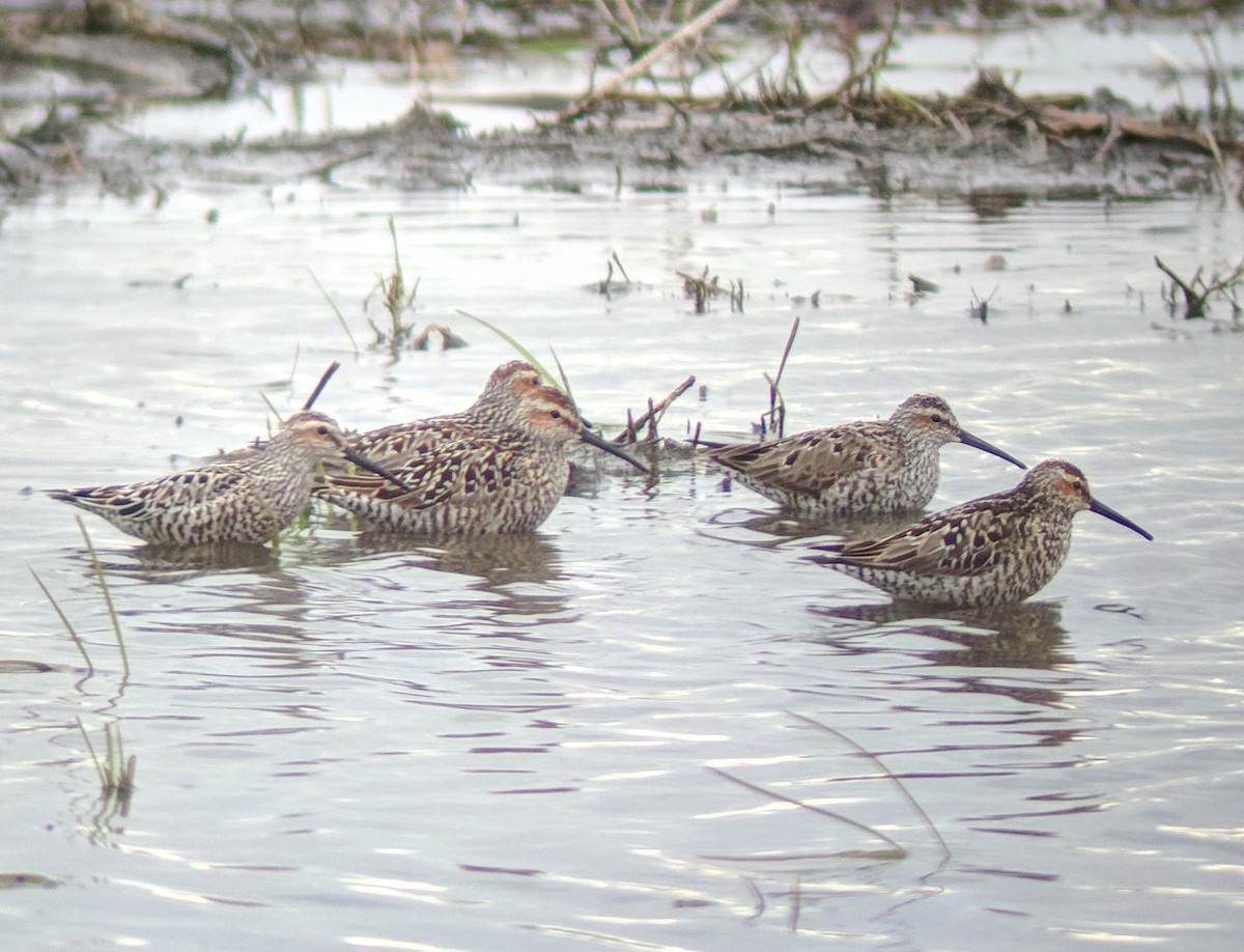 Stilt Sandpiper - Andrew Ross