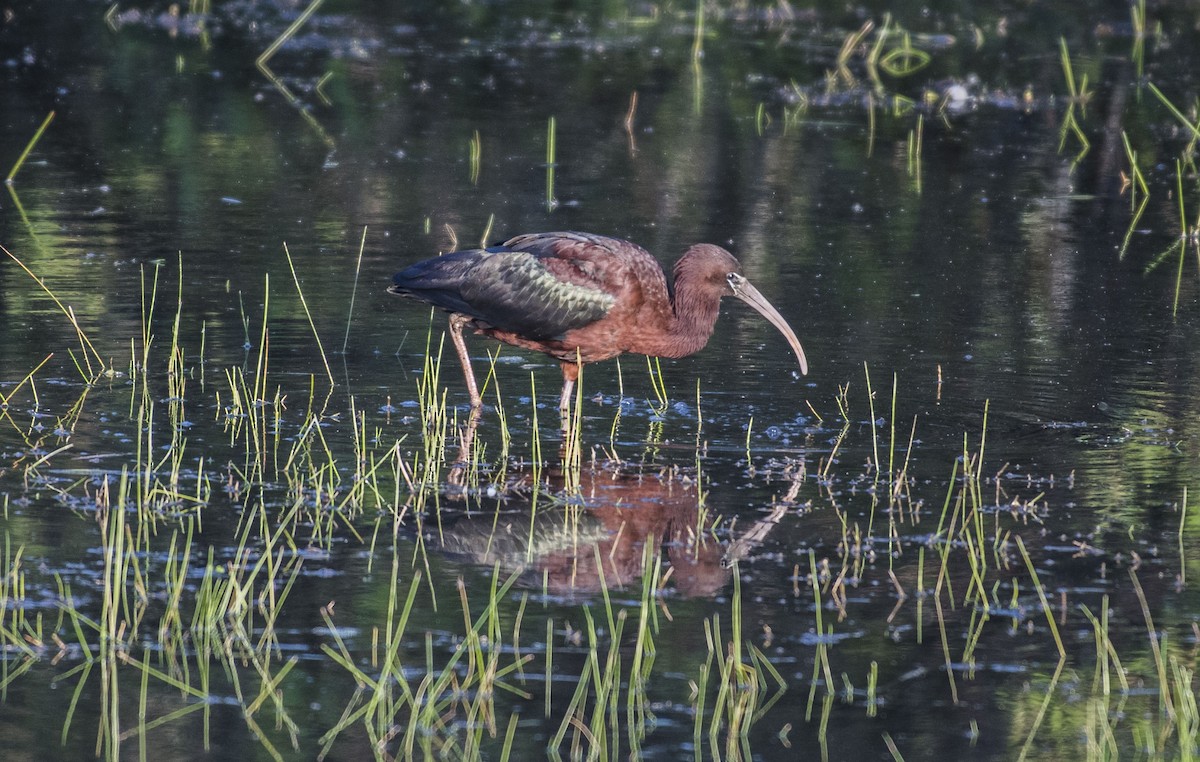 Glossy Ibis - ML102683001