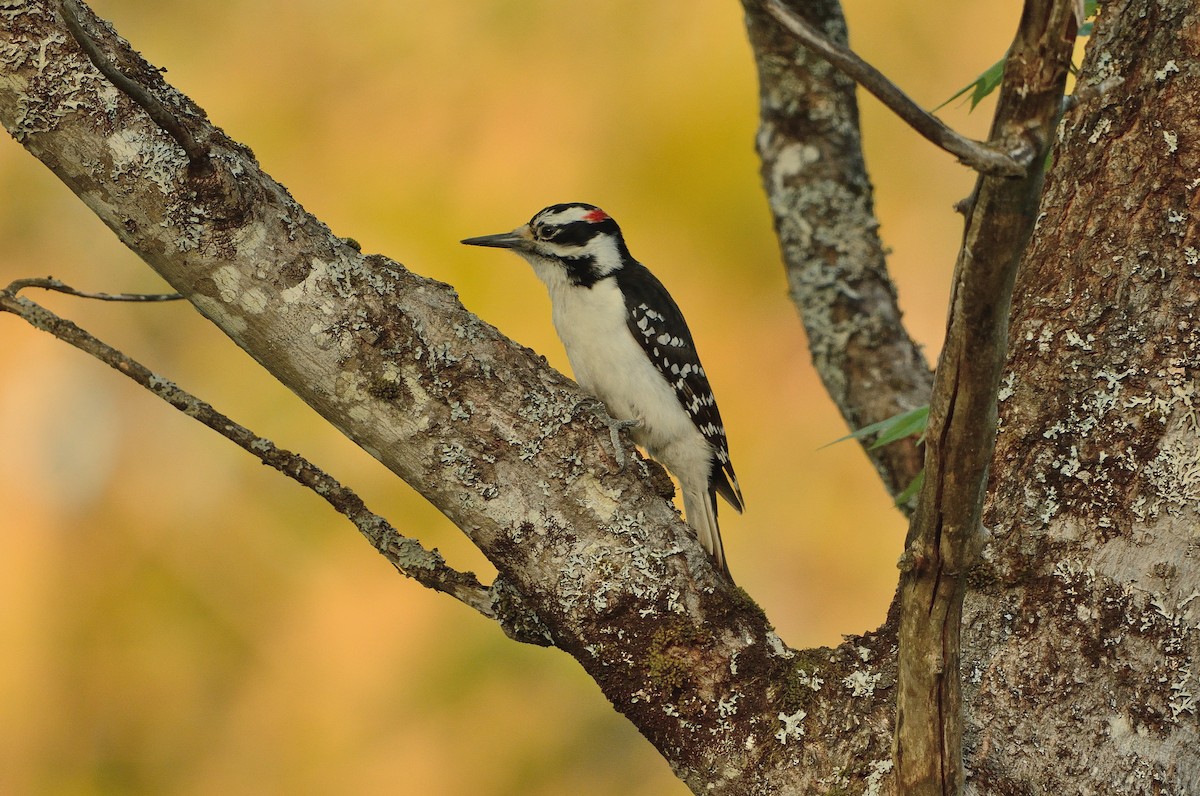 Hairy Woodpecker - ML102683391