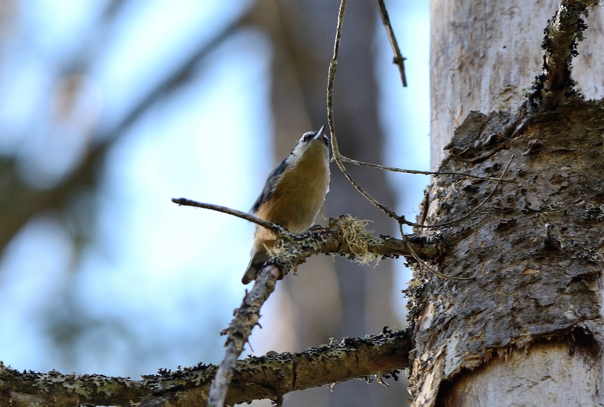 Red-breasted Nuthatch - ML102683521