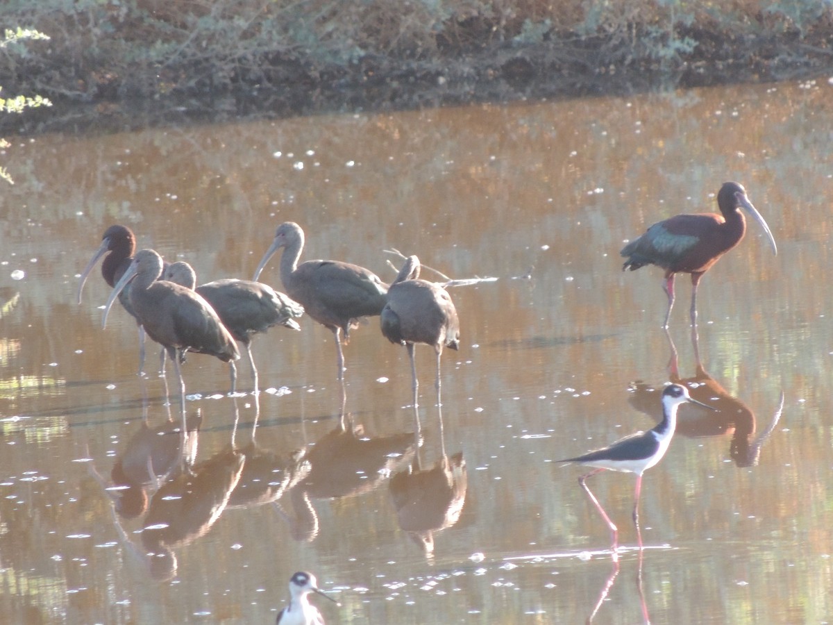 Glossy Ibis - ML102683931