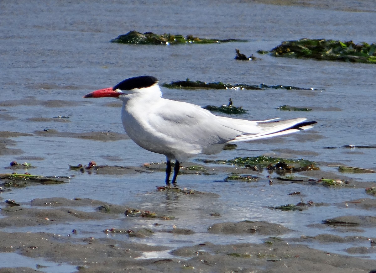 Caspian Tern - kas dumroese