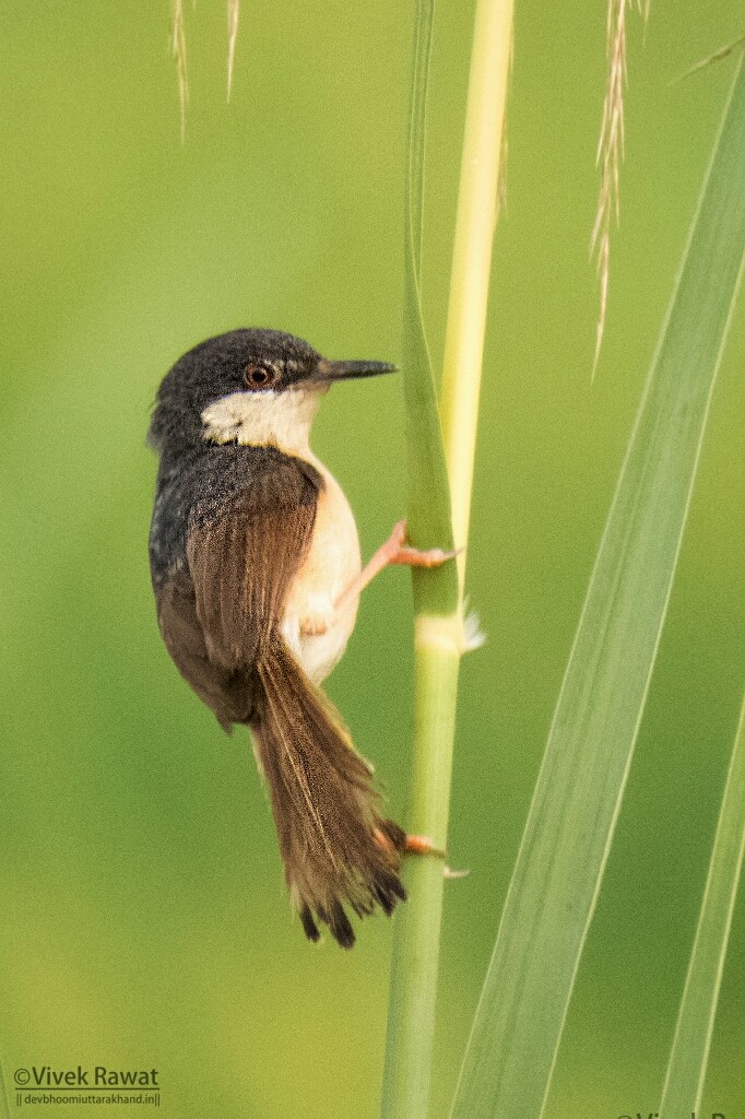Ashy Prinia - ML102688051