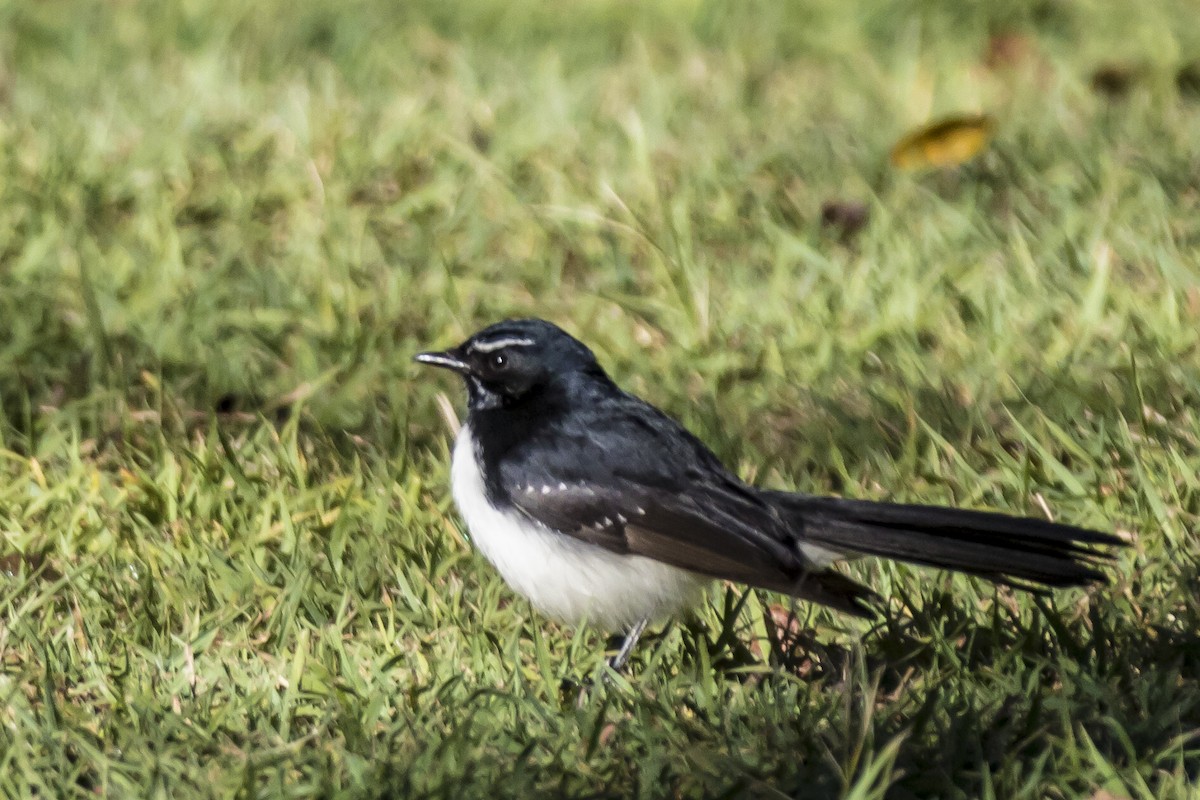 Willie-wagtail - Bob Durant