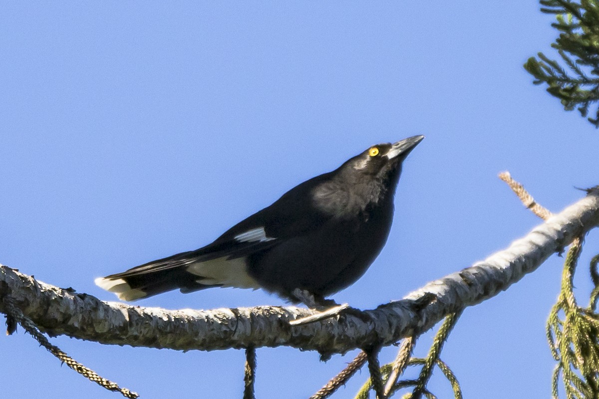 Pied Currawong - ML102689721