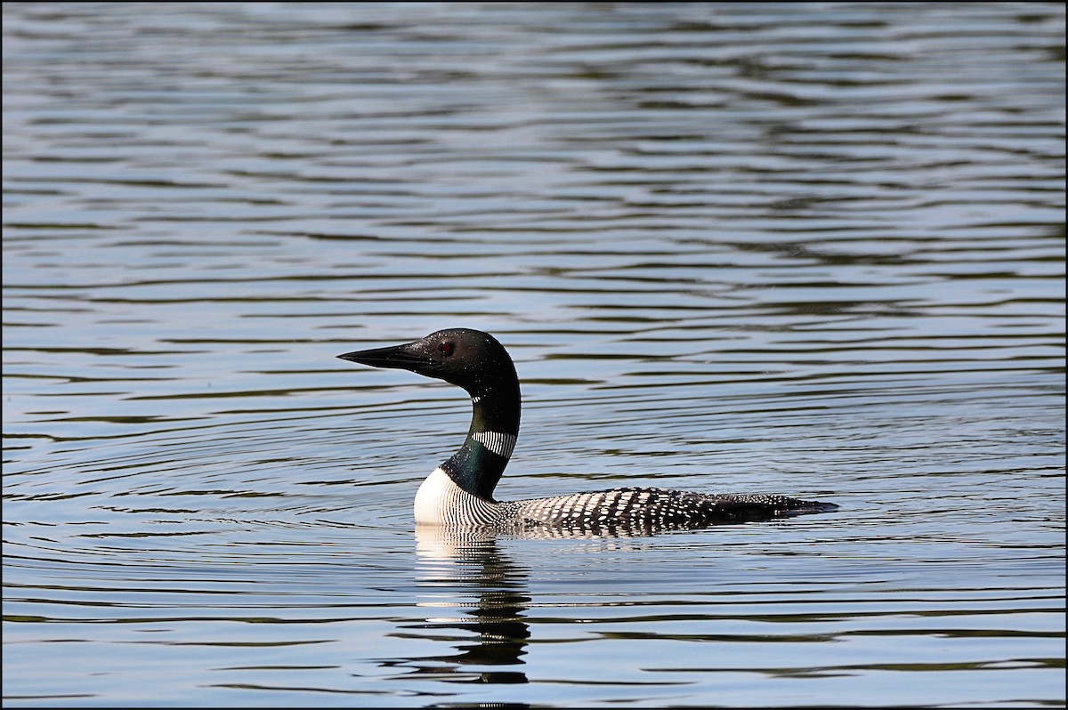 Plongeon huard - ML102690601