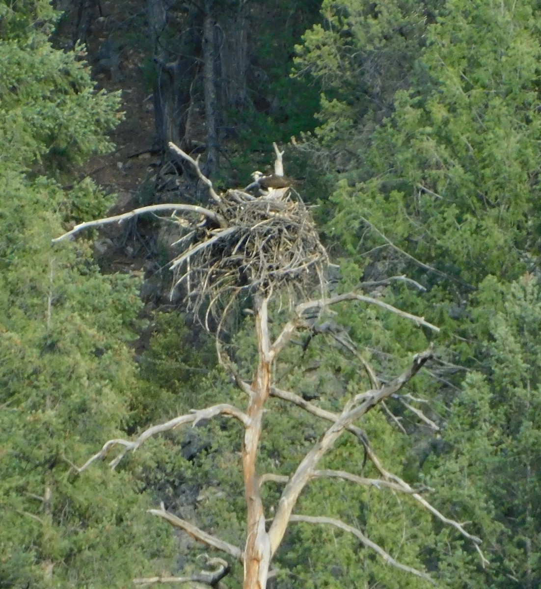 Fischadler (carolinensis) - ML102692081