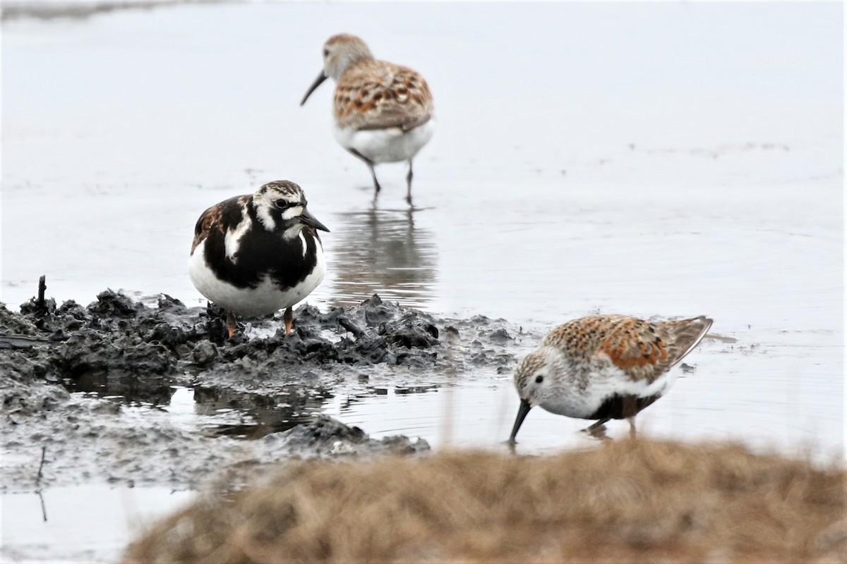 Ruddy Turnstone - Steve Hampton