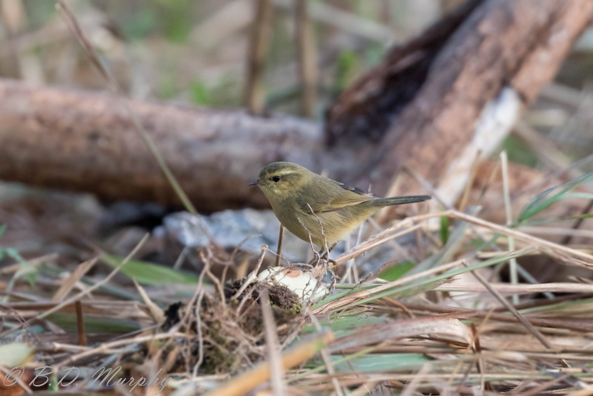 Buff-throated Warbler - ML102694761