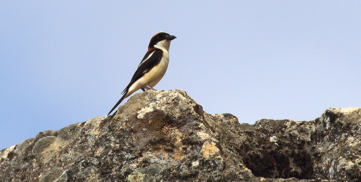 Woodchat Shrike - David Barton