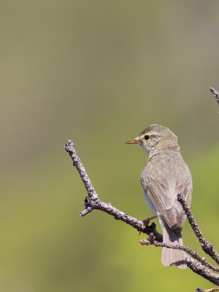 Willow Warbler - ML102696071