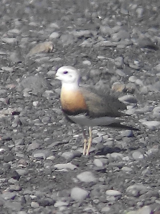 kulík rezavoprsý - ML102698851