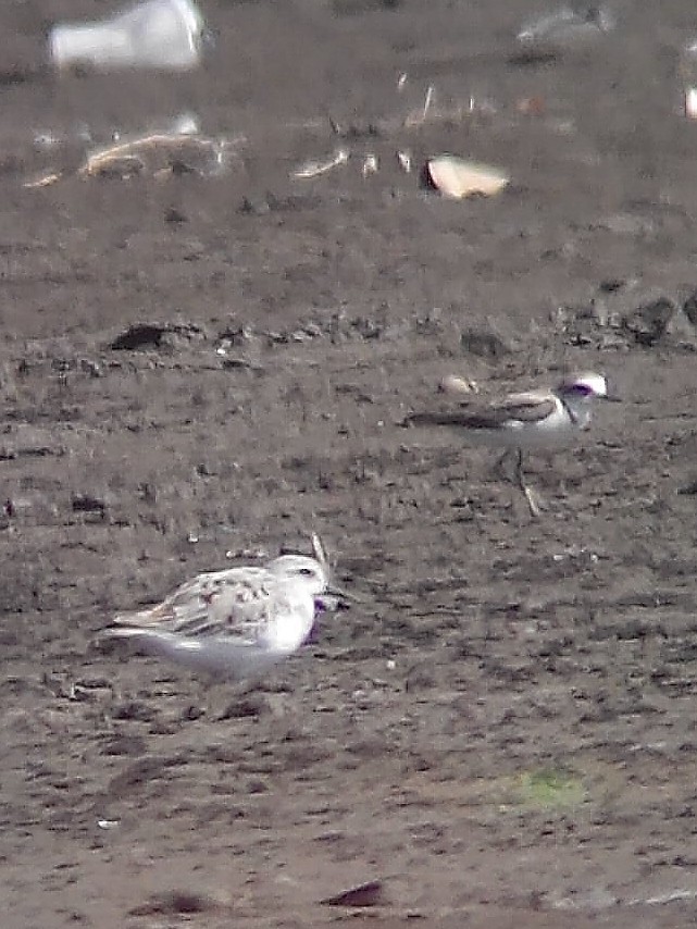 Sanderling - steve jones