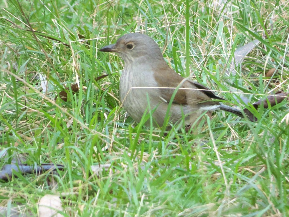 Gray Shrikethrush - ML102698931