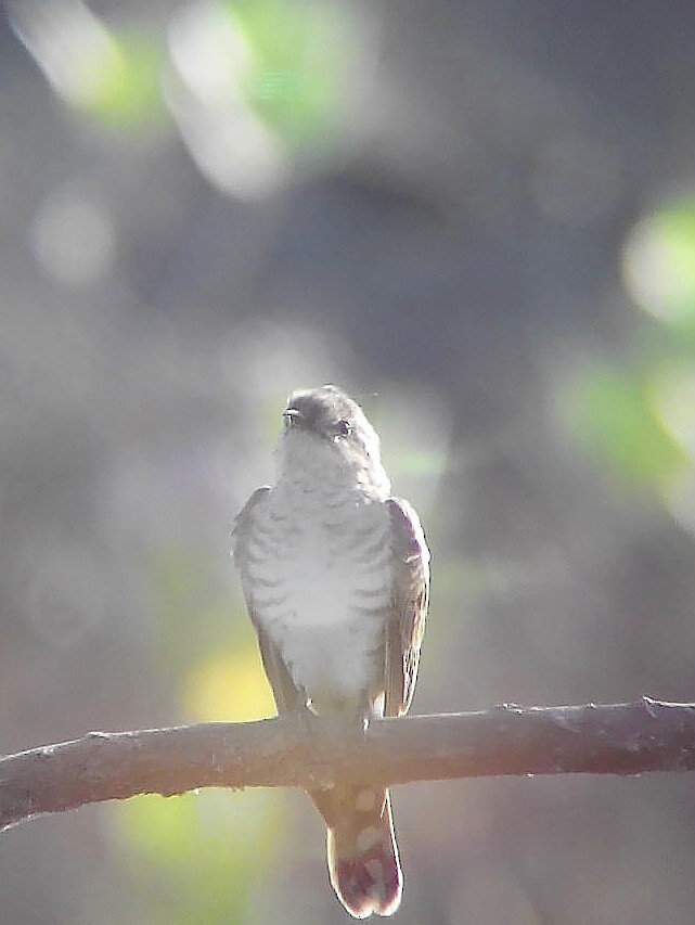 Coucou de Horsfield - ML102699001