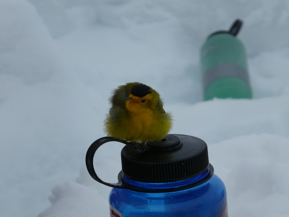 Wilson's Warbler - ML102699861