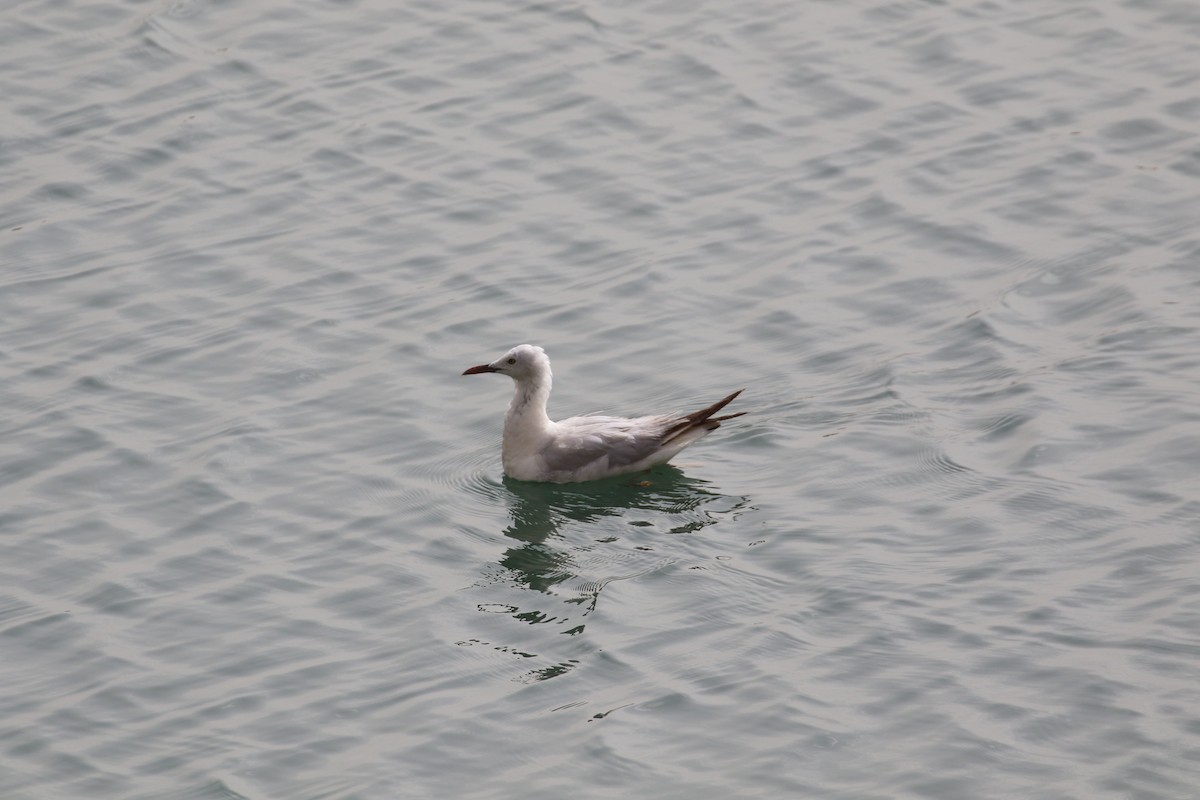 Slender-billed Gull - Bruce  McLennan