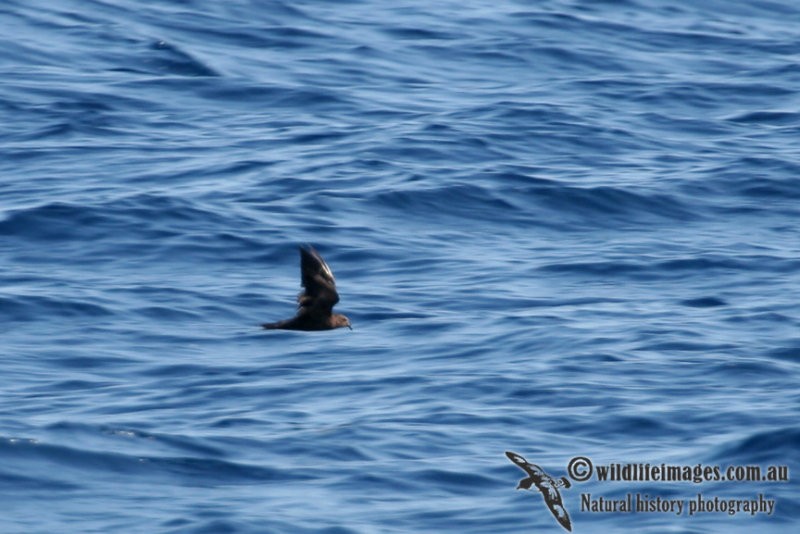 Swinhoe's Storm-Petrel - ML102700581