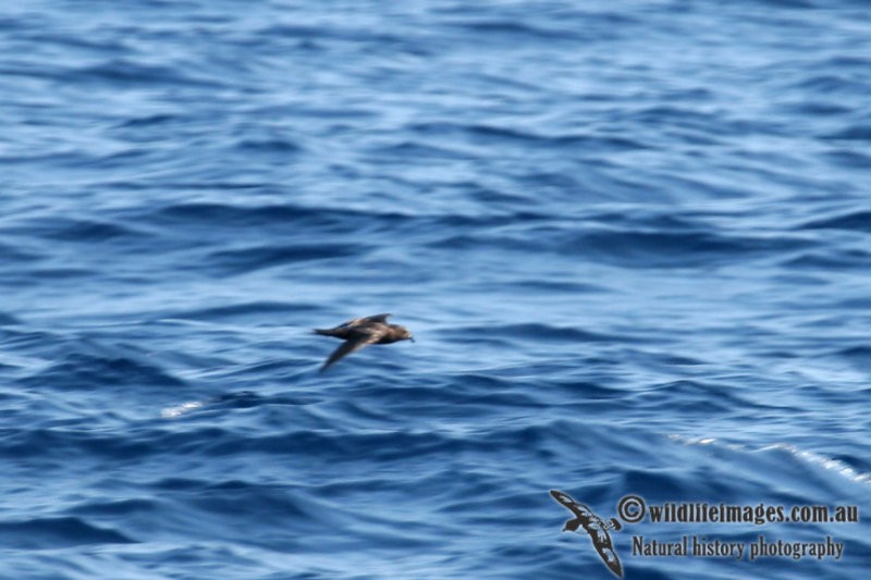 Swinhoe's Storm-Petrel - ML102700591