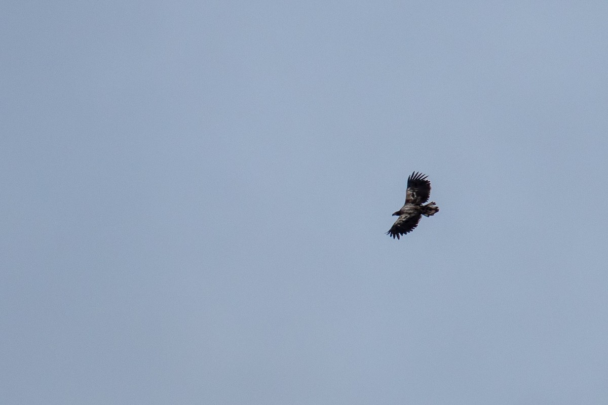 White-tailed Eagle - ML102700691