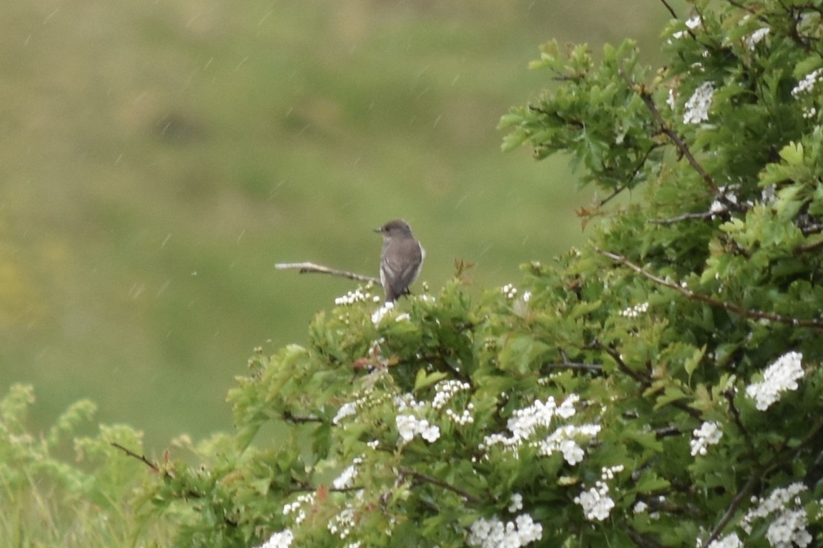 European Pied Flycatcher - ML102700761