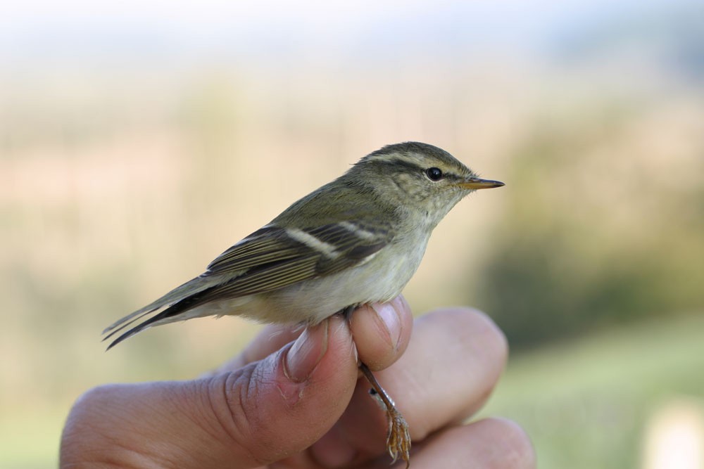 Yellow-browed Warbler - ML102701371