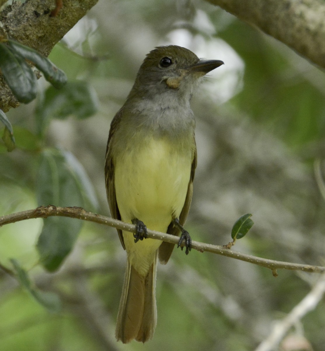 Great Crested Flycatcher - ML102704841