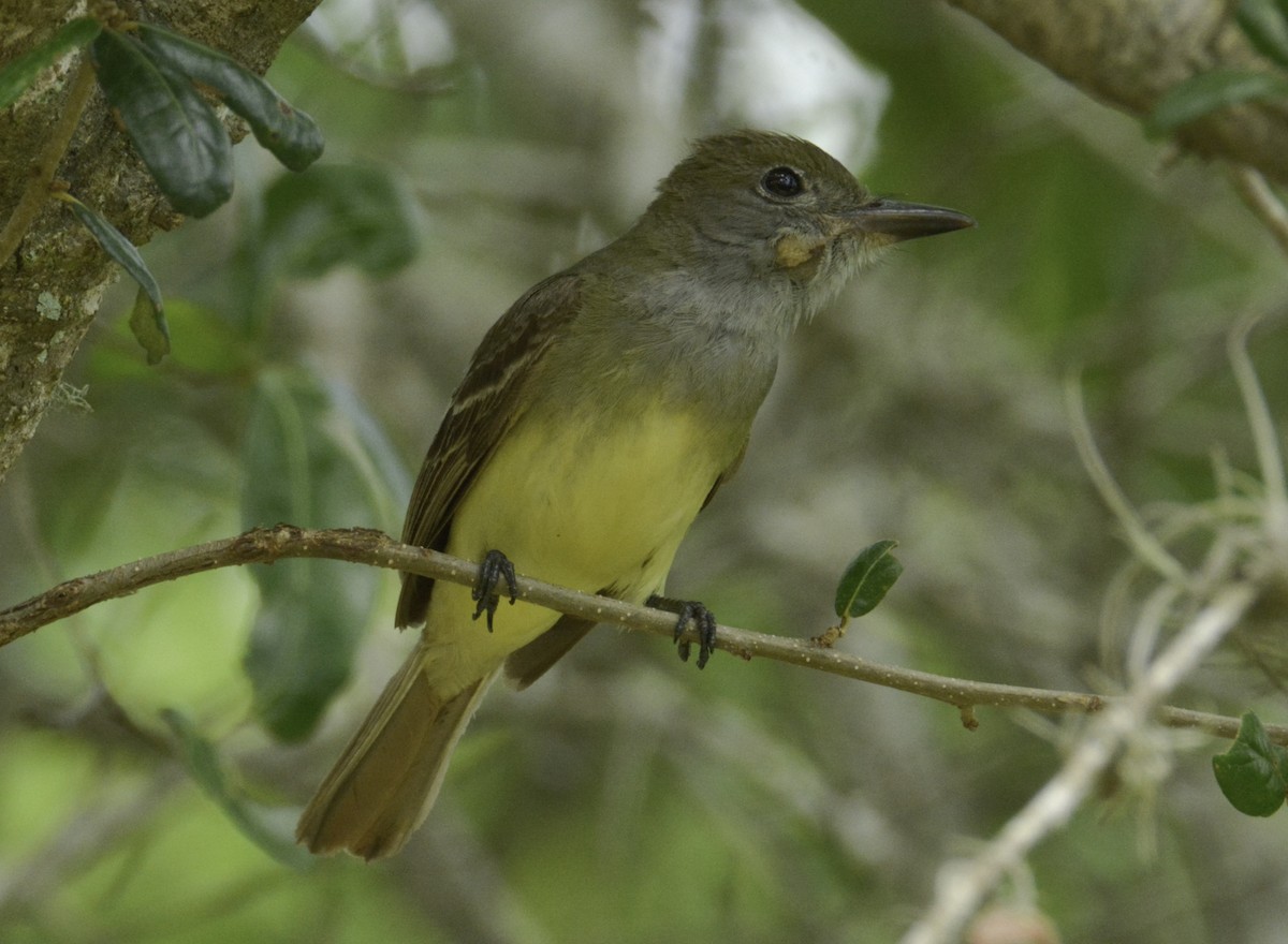 Great Crested Flycatcher - ML102704851