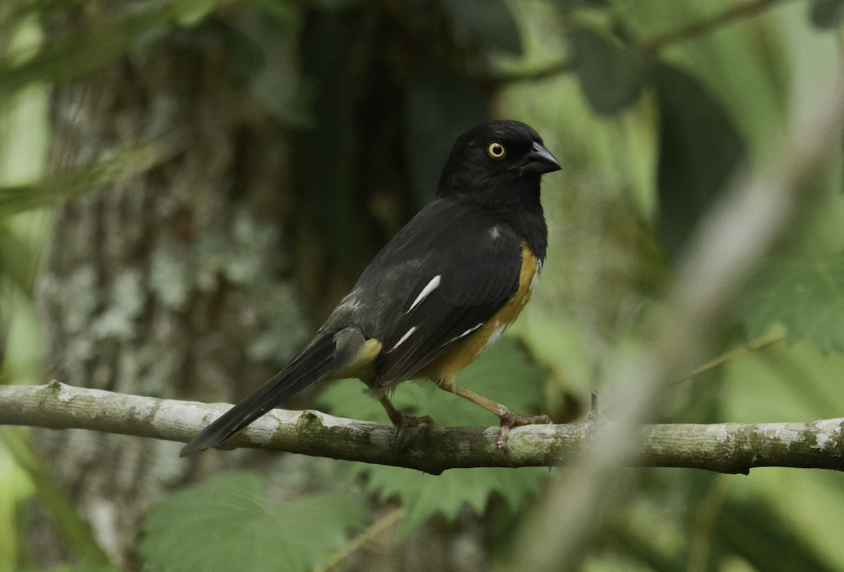 Eastern Towhee - ML102704861