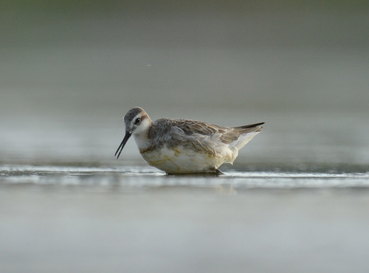 Wilson's Phalarope - ML102705901