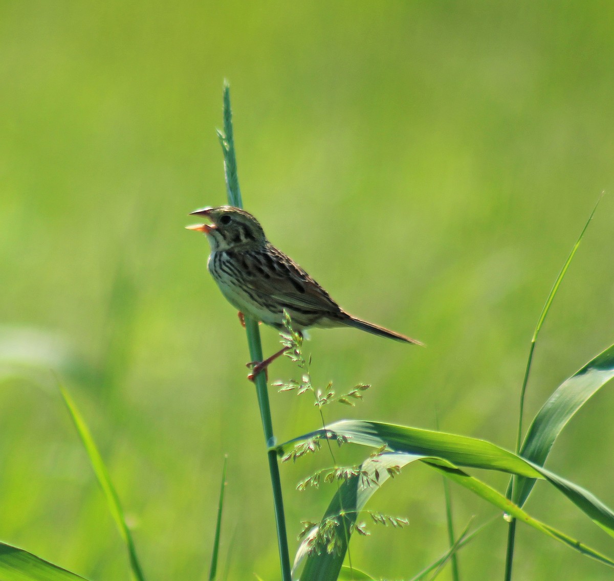 Henslow's Sparrow - ML102705991