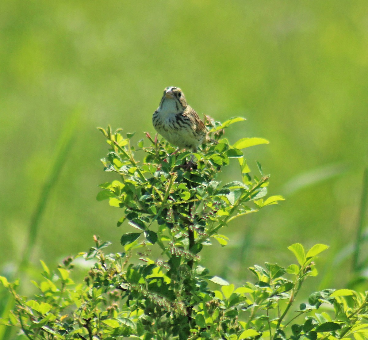 Henslow's Sparrow - Joseph DiCostanzo