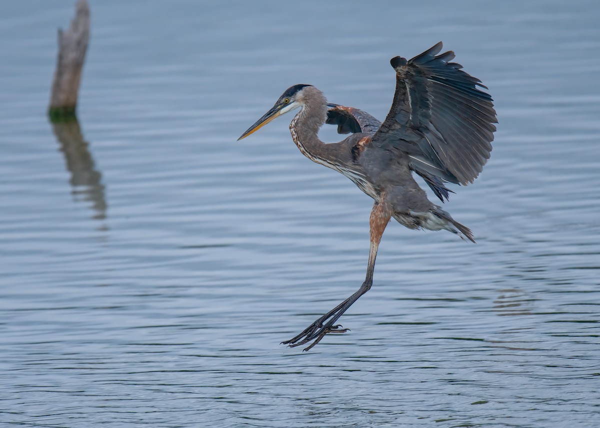 Great Blue Heron - ML102706731