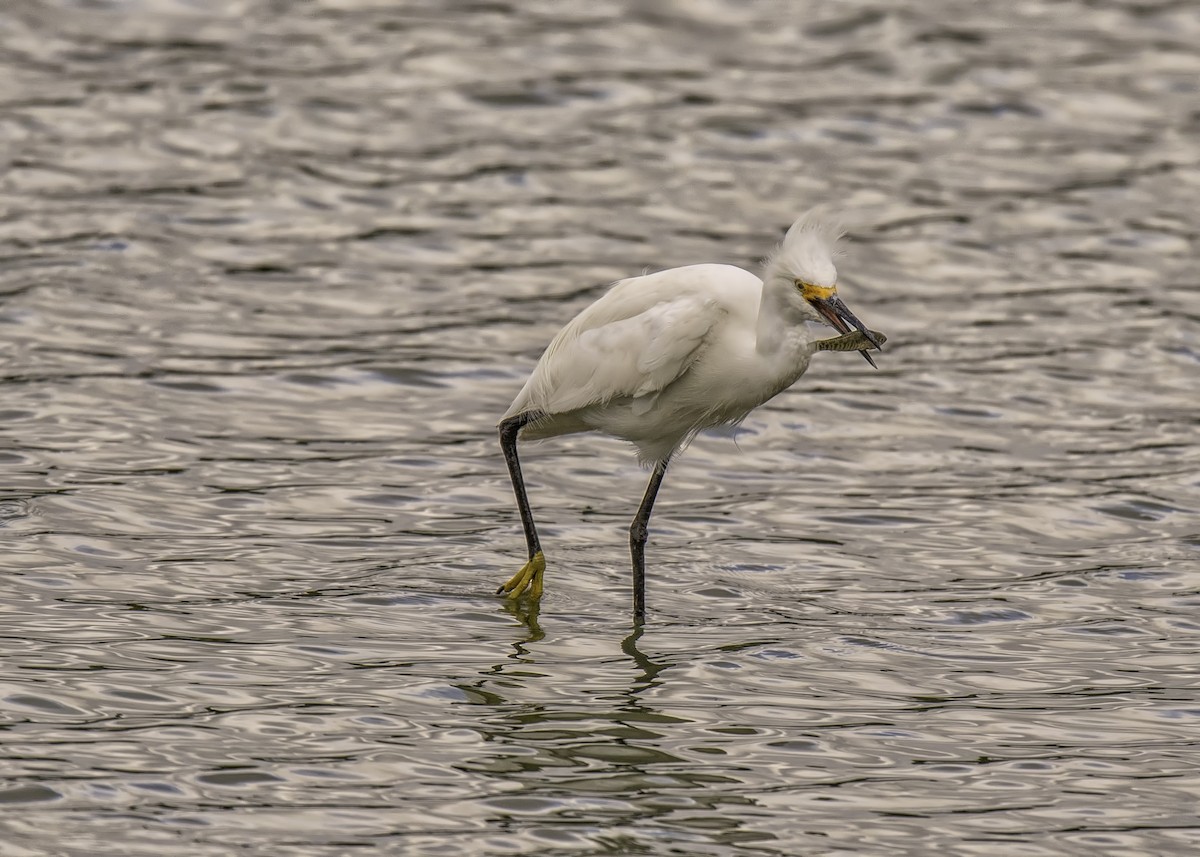 Snowy Egret - ML102706741