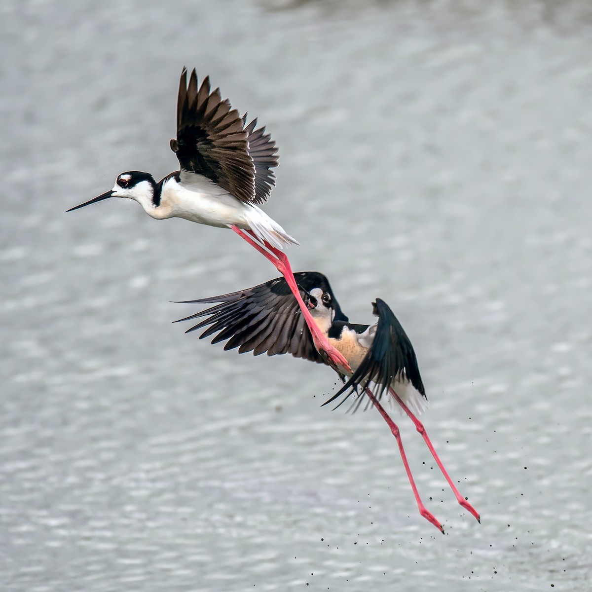 Black-necked Stilt - ML102706771