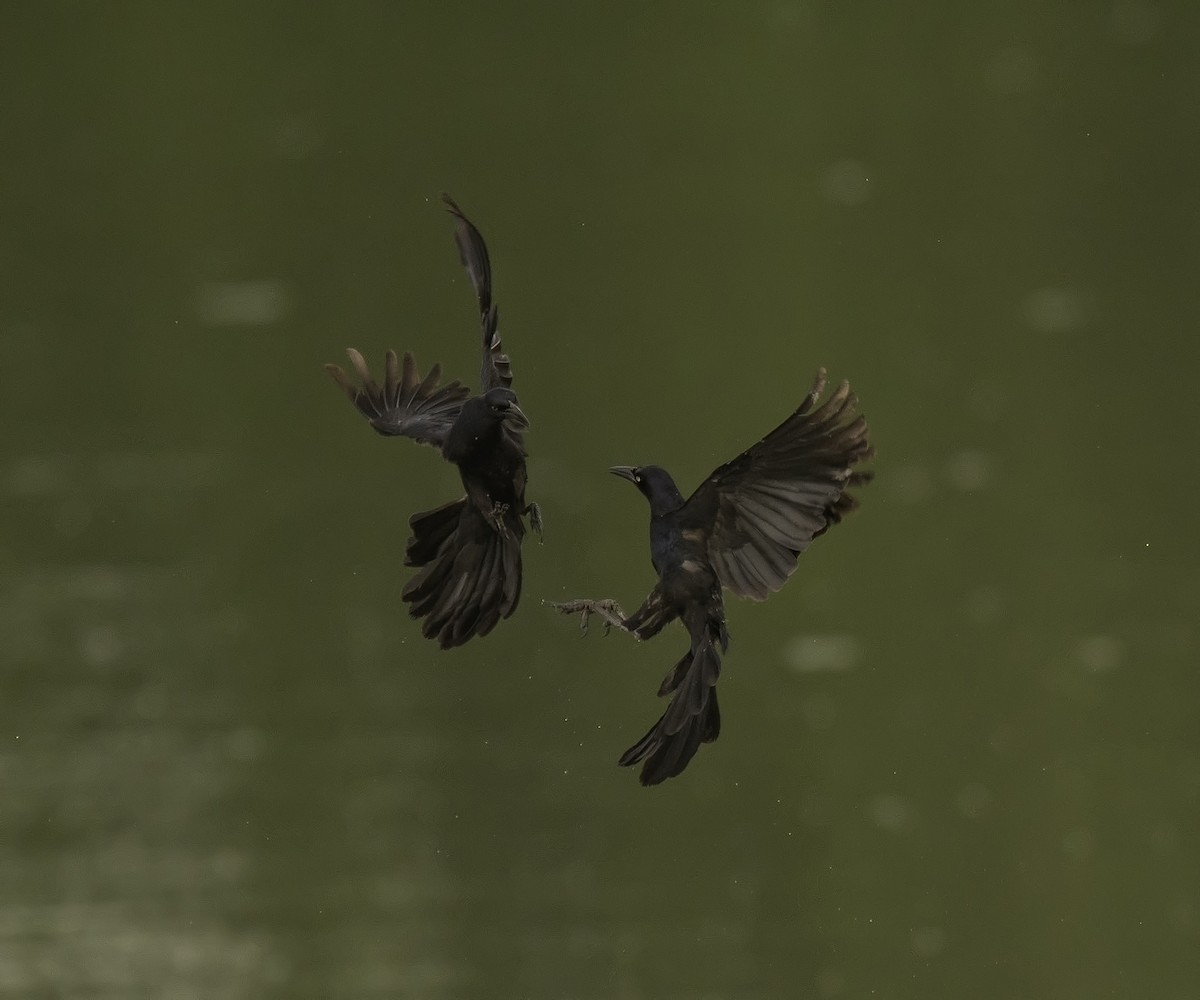 Great-tailed Grackle - ML102706841