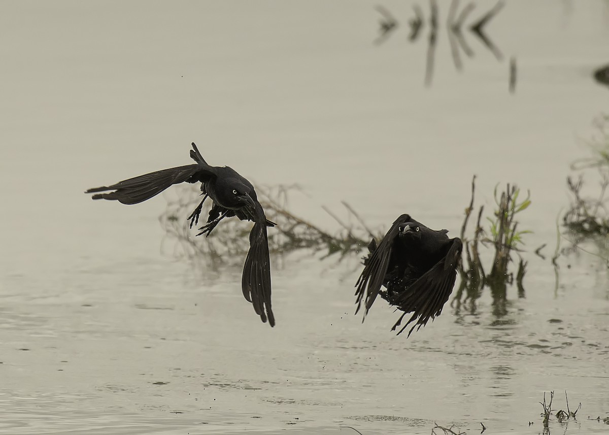 Great-tailed Grackle - ML102706851