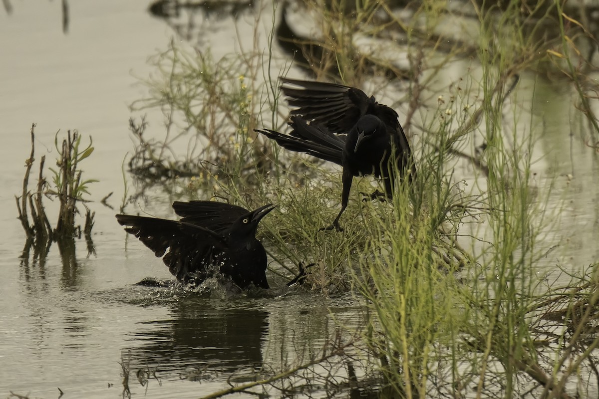 Great-tailed Grackle - Robert Michaelson