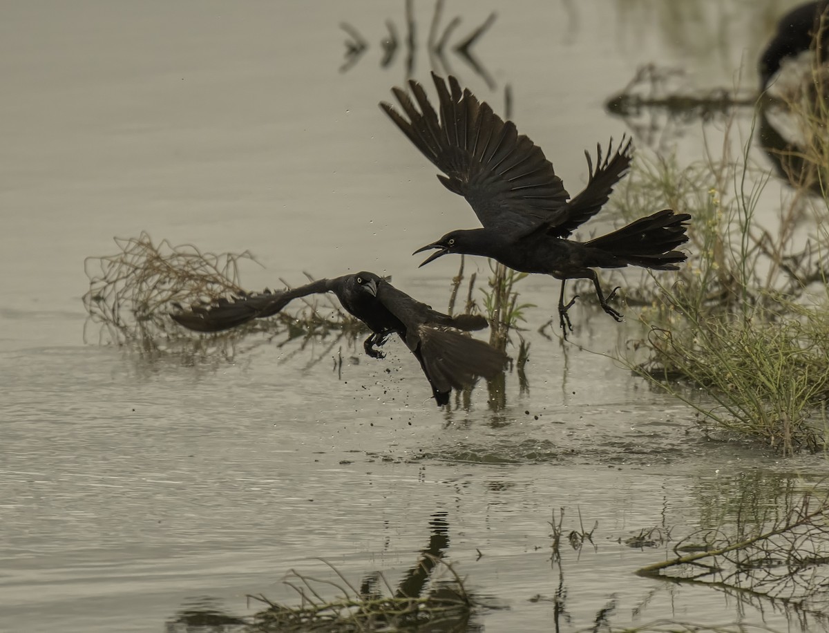 Great-tailed Grackle - ML102706871