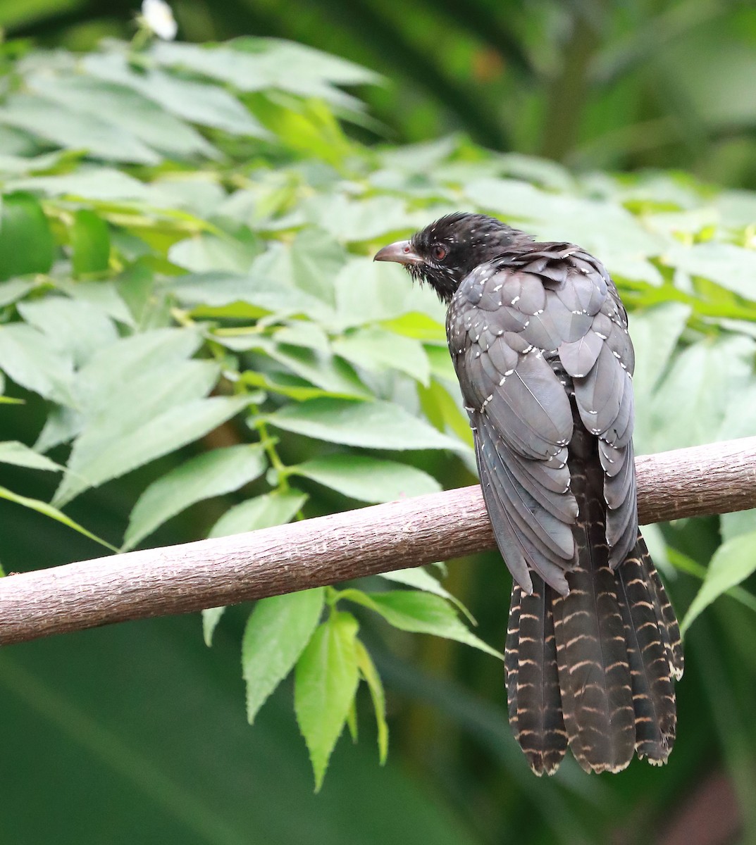 Asian Koel - Mukundan Kizhakkemadham