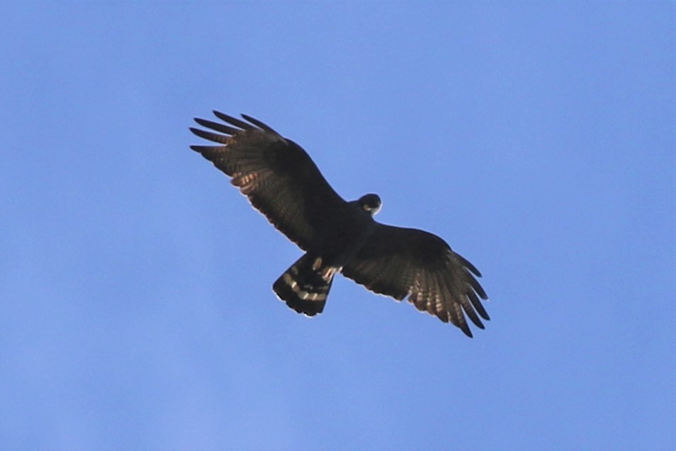 Zone-tailed Hawk - ML102709091