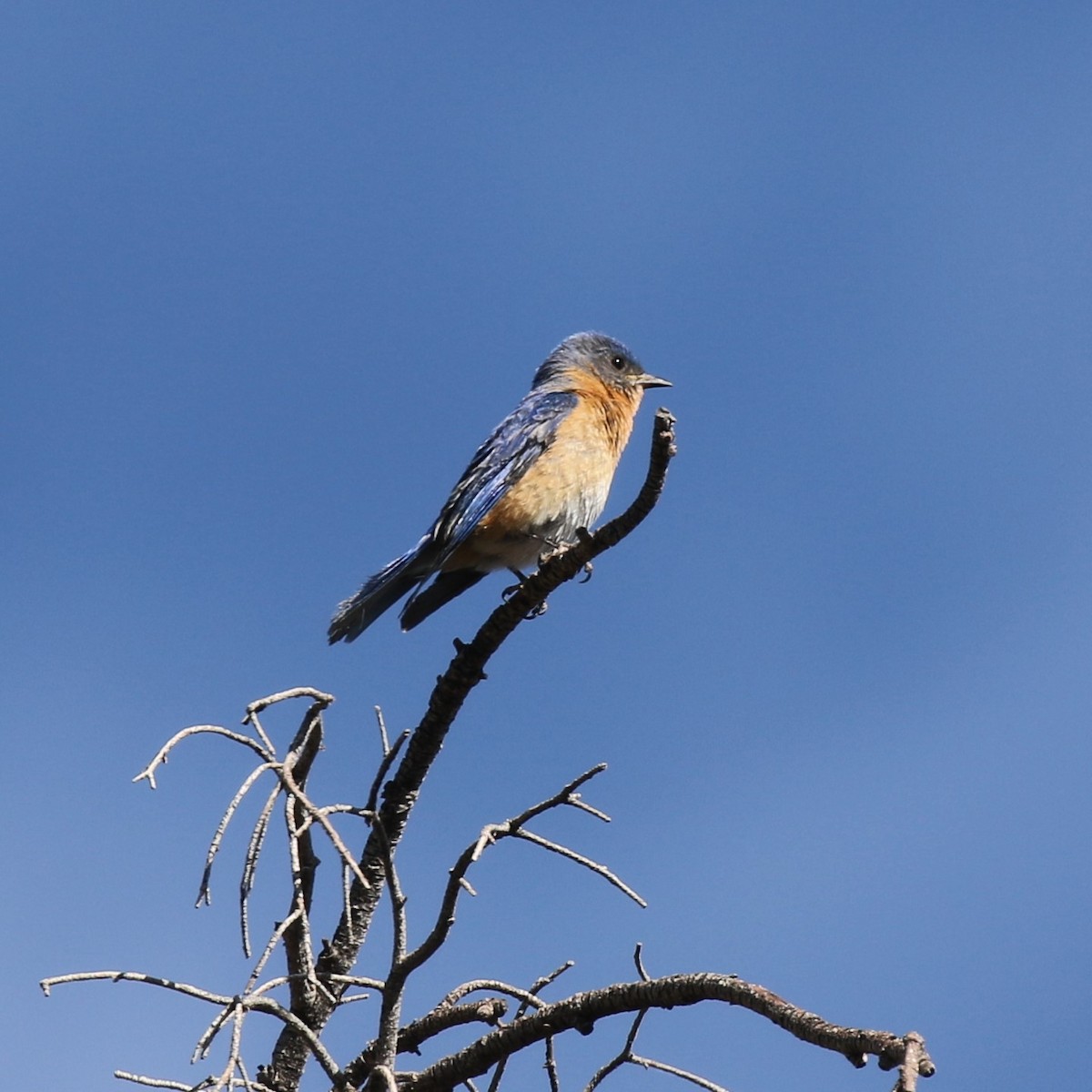 østblåfugl (guatemalae gr.) - ML102709891