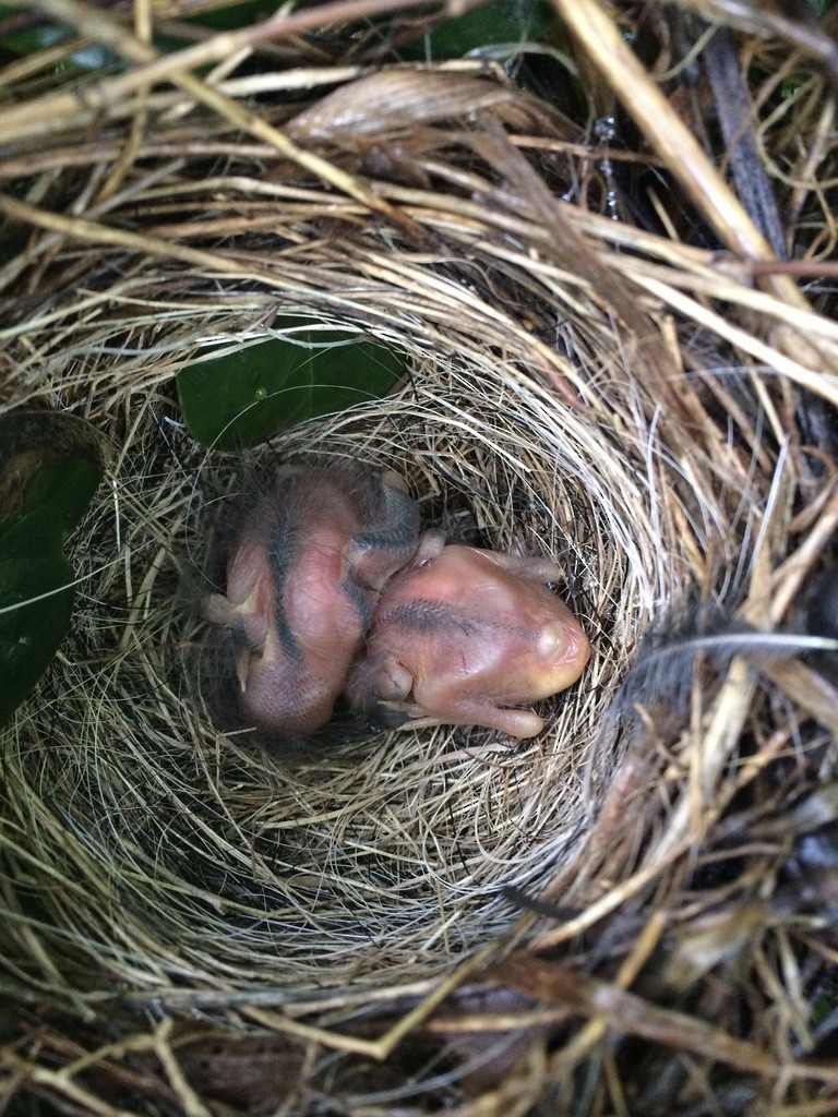 Song Sparrow - JoAnn Dalley