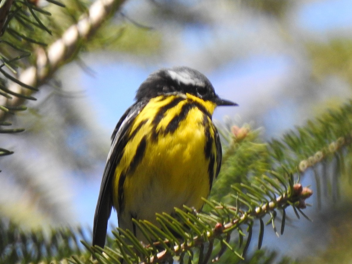 Magnolia Warbler - ML102713041