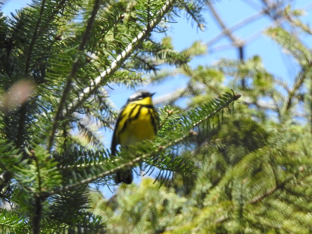 Magnolia Warbler - Dan Stoker