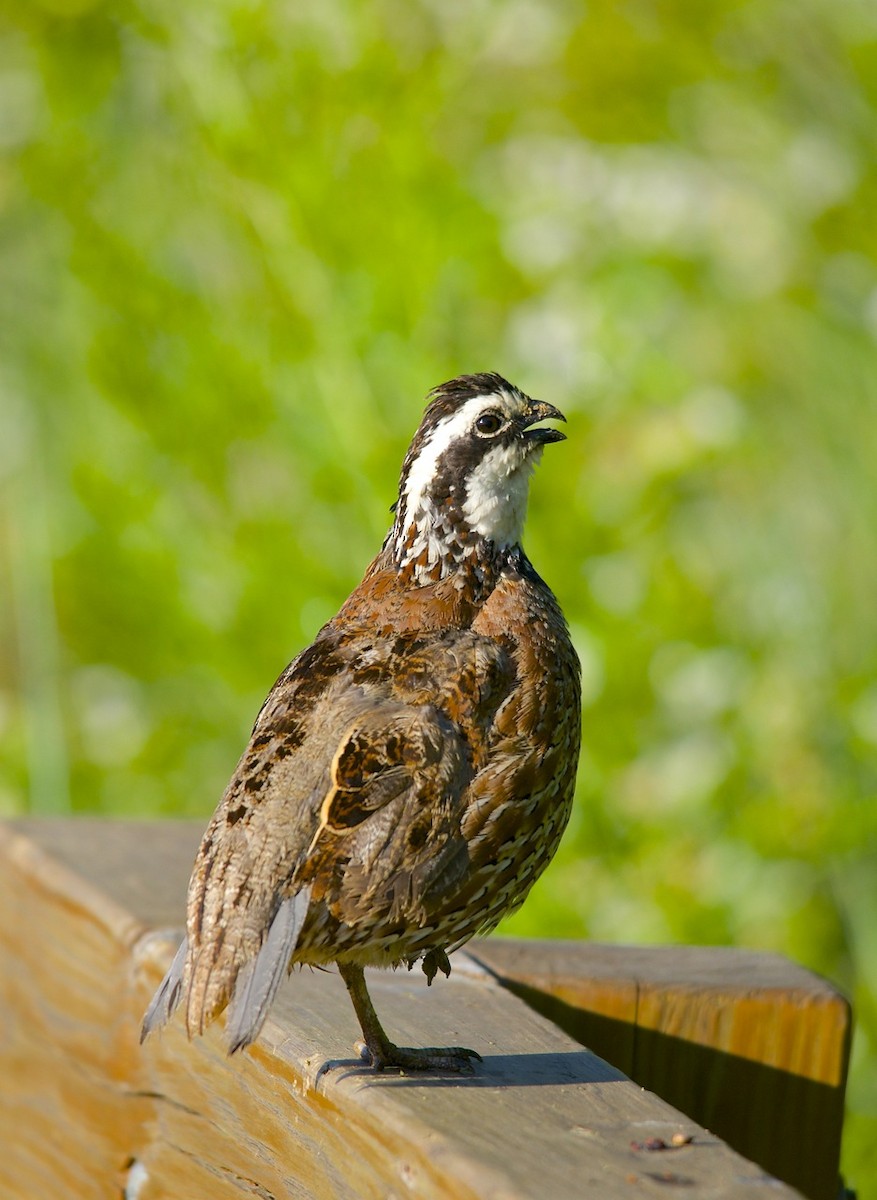 Northern Bobwhite - ML102713131