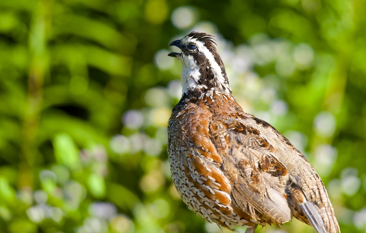 Northern Bobwhite - ML102713141