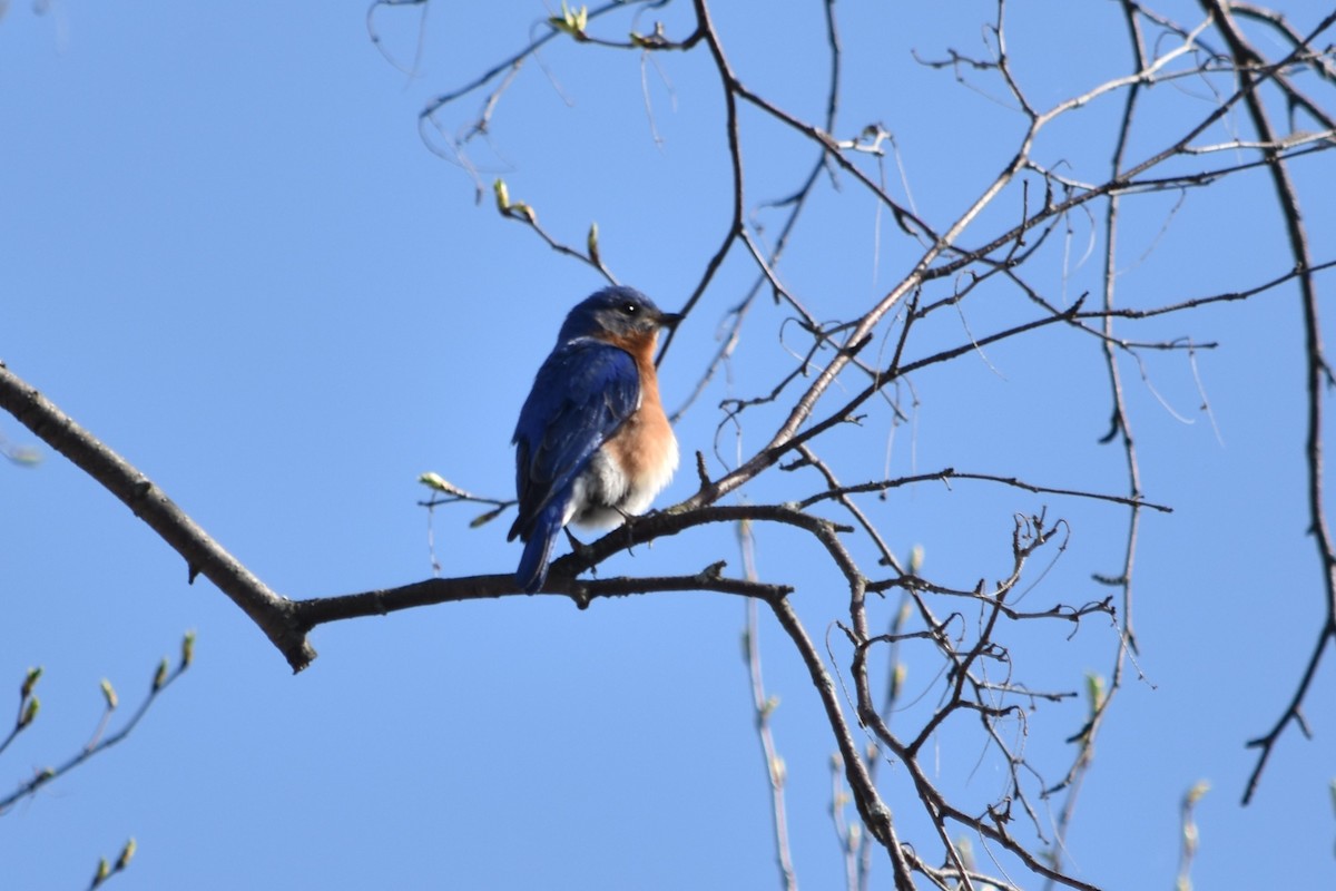 Eastern Bluebird - ML102713641