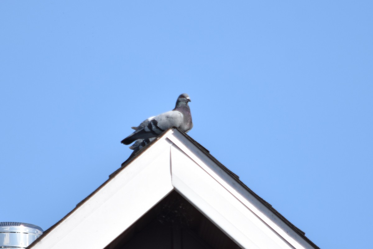 Rock Pigeon (Feral Pigeon) - ML102713761