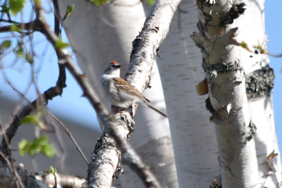 Chipping Sparrow - ML102713791